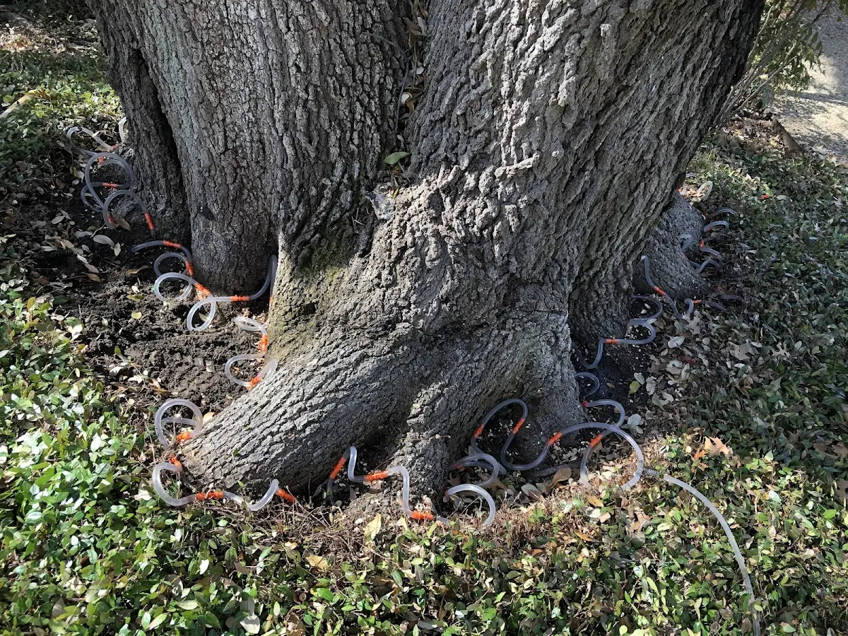 Detailed Tree Cabling and Bracing job site in Gueydan