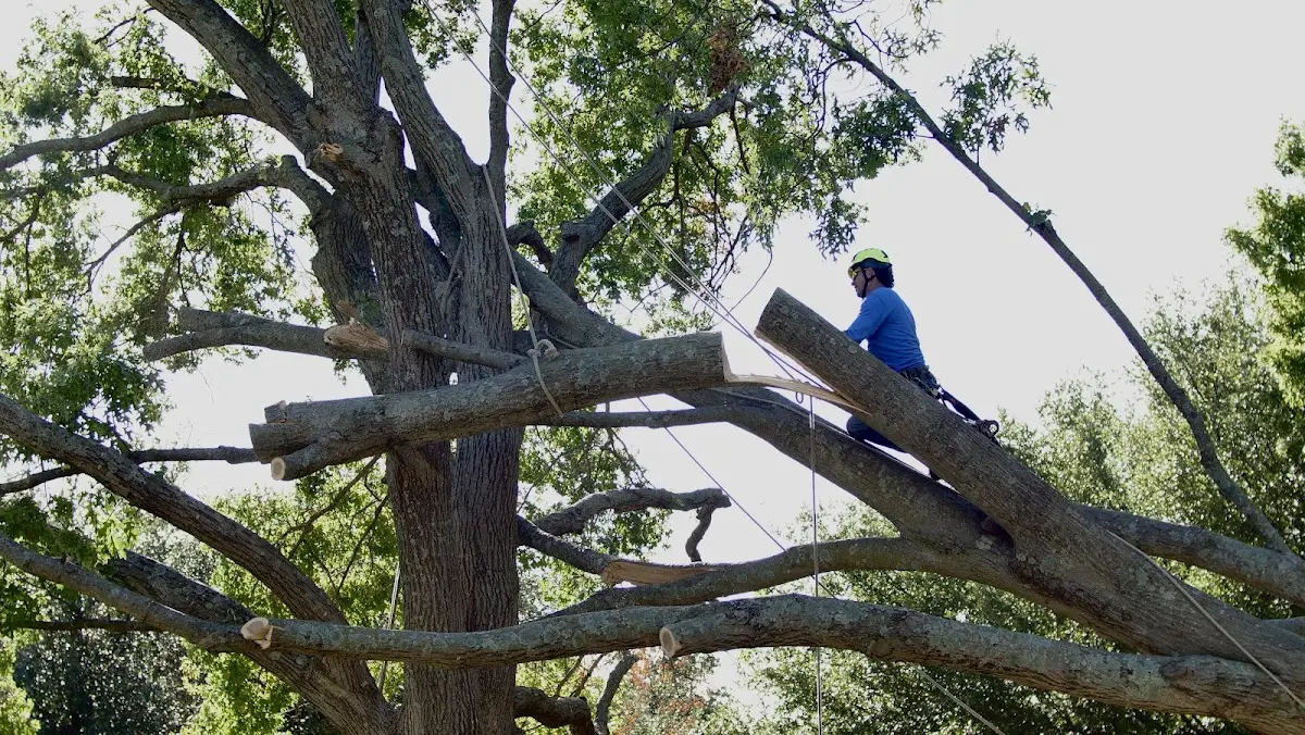 Professional Crown Thinning performed by certified arborists in Gueydan